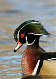 Wood Duck